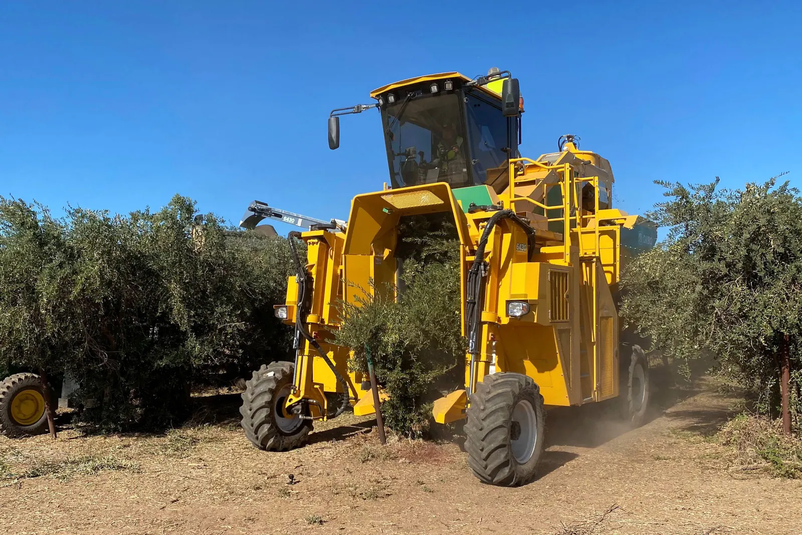 Oxbo 6430 specialty crop harvester in orchard