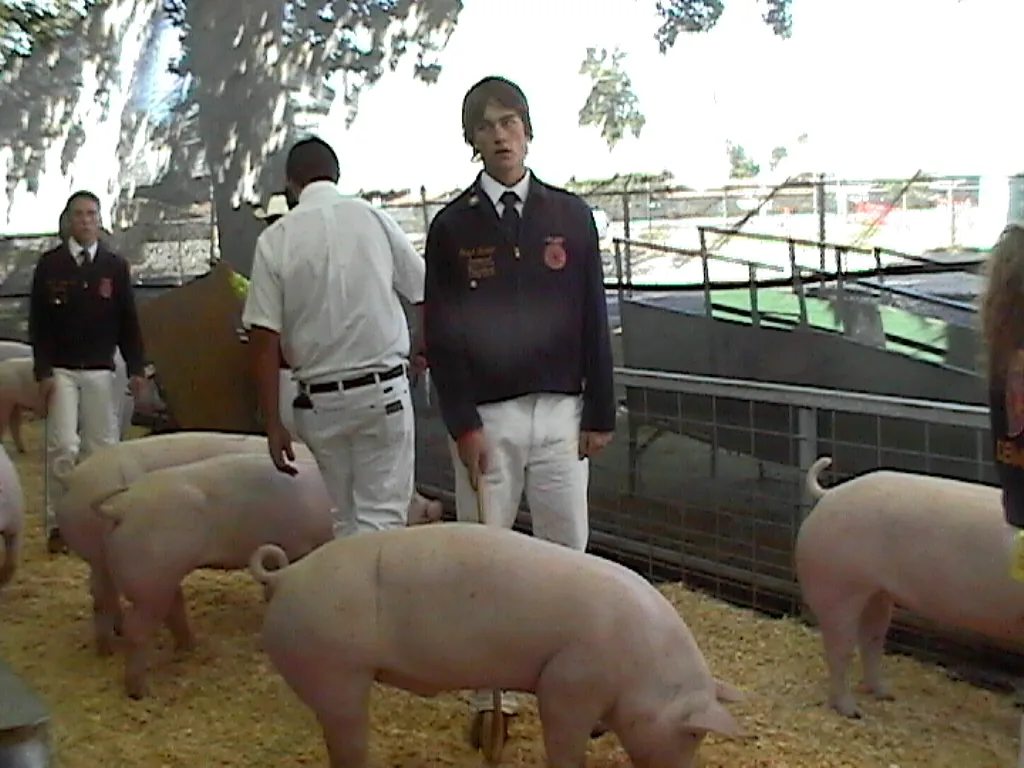 Grant Garton in an FFA jacket standing among show pigs at a livestock fair