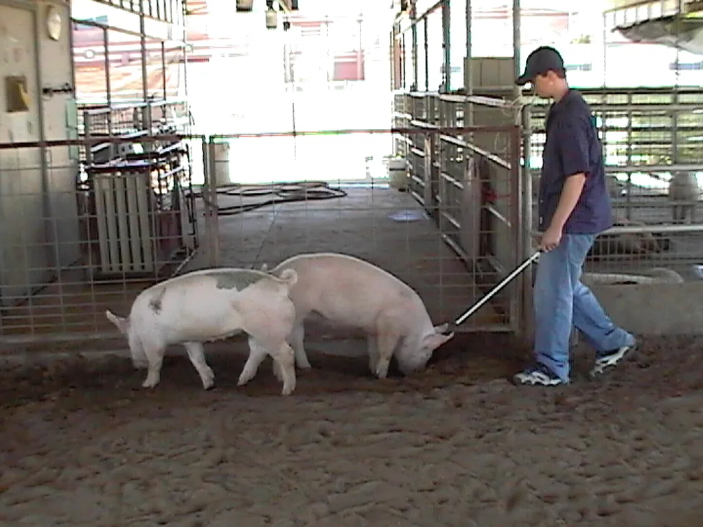 Grant Garton guiding two show pigs inside a livestock barn